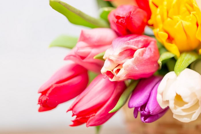 Colorful tulips in a bouquet