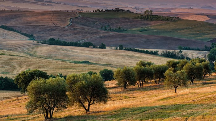 Tuscan landscape with rolling hills and olive trees
