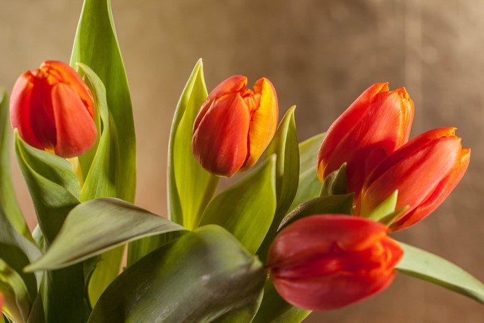 Close-up of red and orange tulips with green leaves