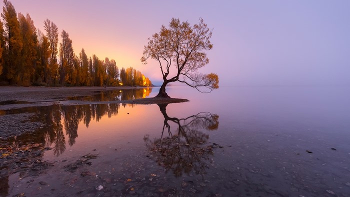 Lone tree reflecting in Lake Wanaka, New Zealand at sunrise