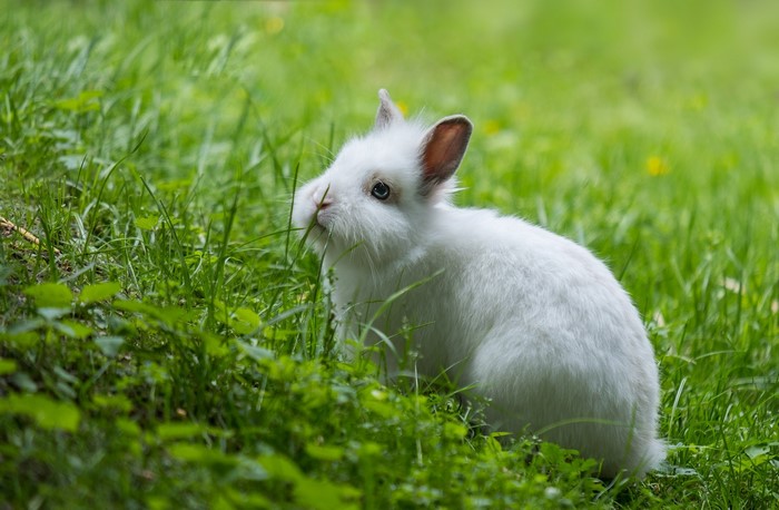 White rabbit eating grass in a field