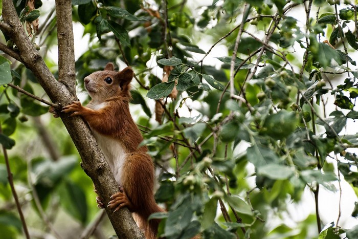 A red squirrel climbs a tree branch