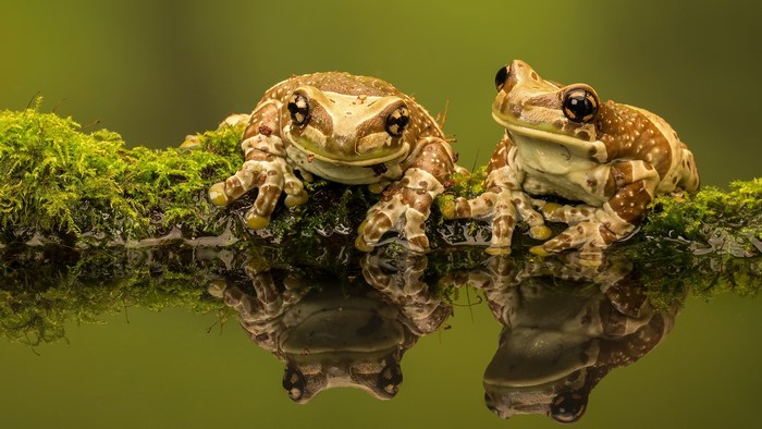 Two Amazon Milk Frogs on Mossy Branch