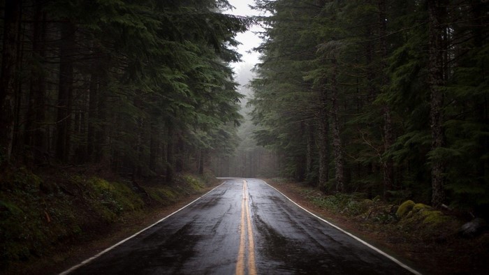 Wet road through a dark forest