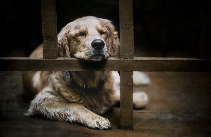 Golden retriever dog resting its head on a wooden fence