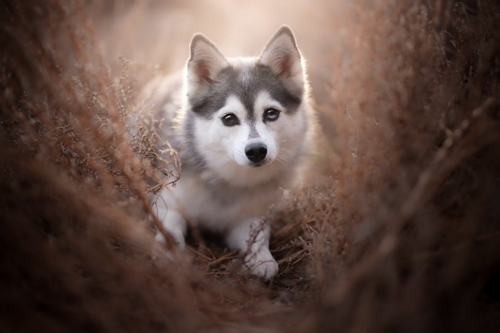 A husky dog in dry grass