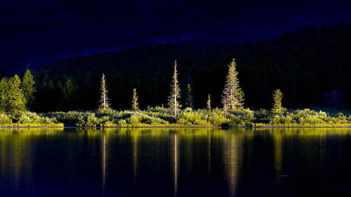 Trees and plants reflecting in a lake at dusk