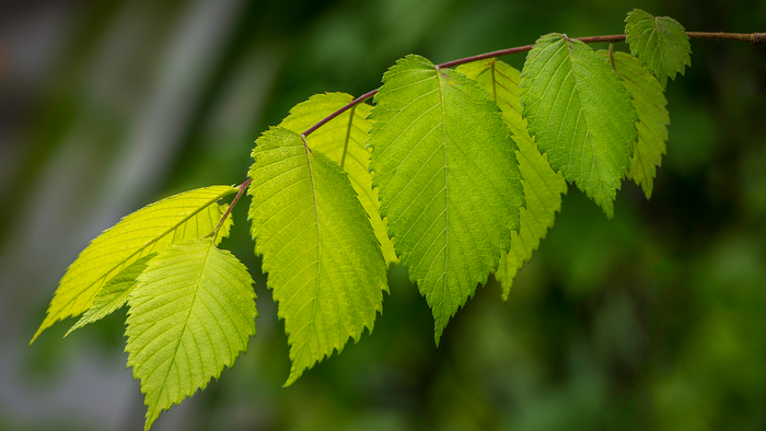 Green leaves on a branch with shallow depth of field