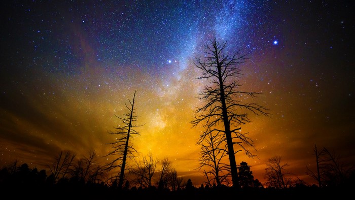 Milky Way over silhouetted trees in Grand Canyon National Park