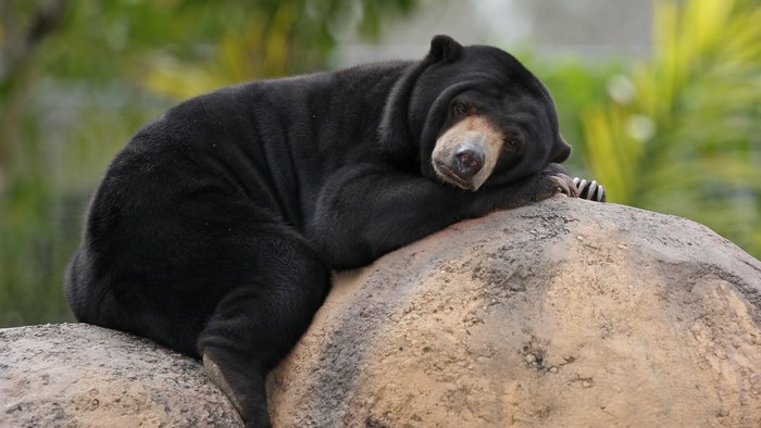 Sun Bear resting on a rock