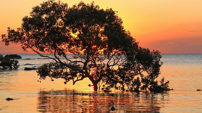 Tree in the sea at sunset