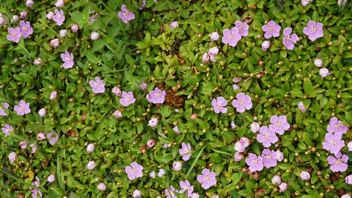 Small purple flowers and green leaves on the ground
