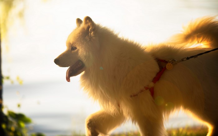 4K dog with tongue out on a walk