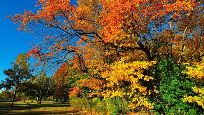 Autumn trees with orange and yellow leaves under a blue sky
