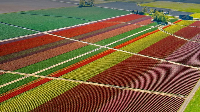 Aerial view of colorful tulip fields in Skagit Valley, Washington