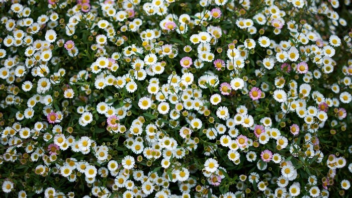 A dense field of small white and pink daisy-like flowers with yellow centers.