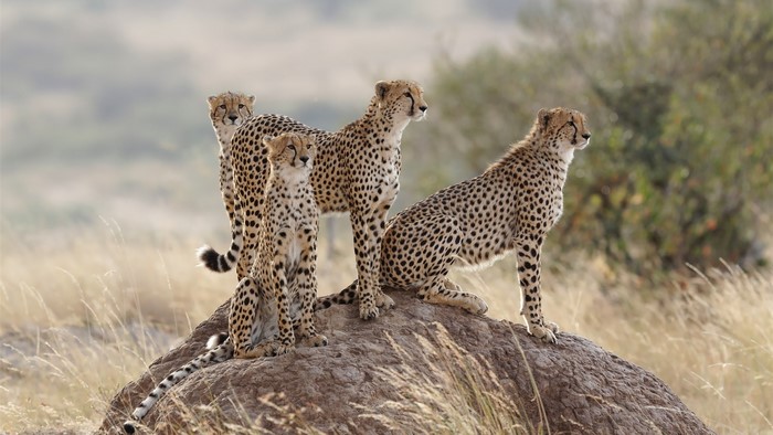 Four cheetahs on a rock in the savanna