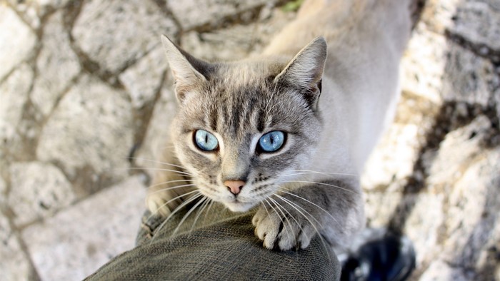 Cat with striking blue eyes on a stone path