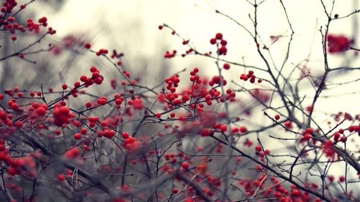 Close-up of red berries on bare branches