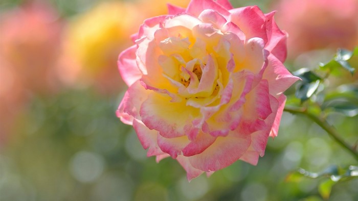 Close-up of a yellow and pink rose with blurred background