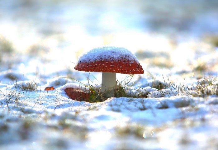 Amanita muscaria mushroom covered in snow