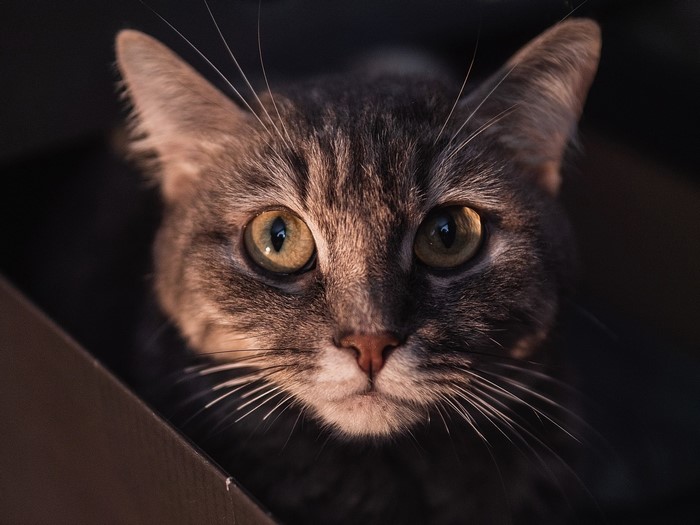Close-up of a tabby cat's face
