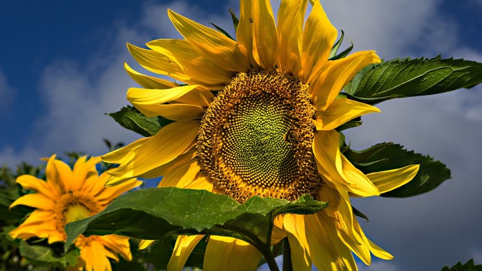 Sunflowers with a bee against a blue sky
