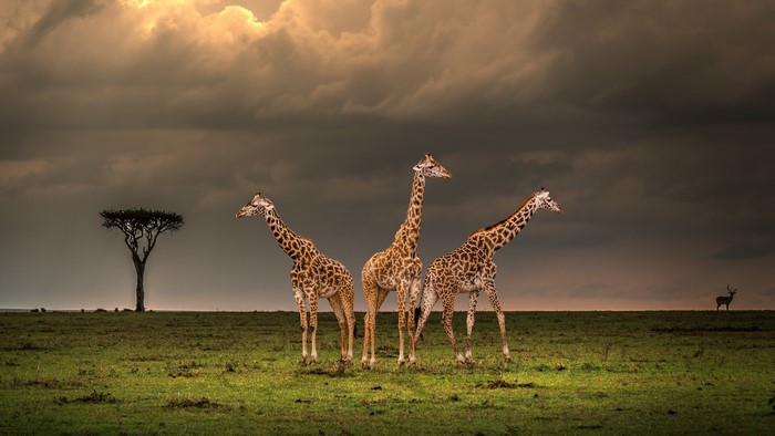 4K giraffes and antelope in savanna