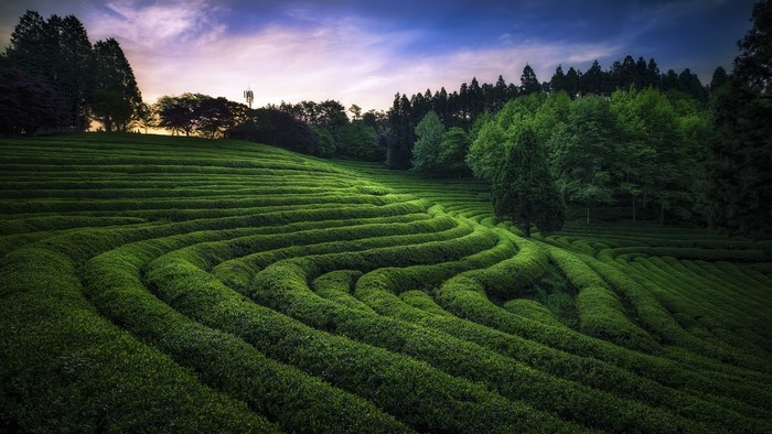 Terraced tea plantation with trees and sky