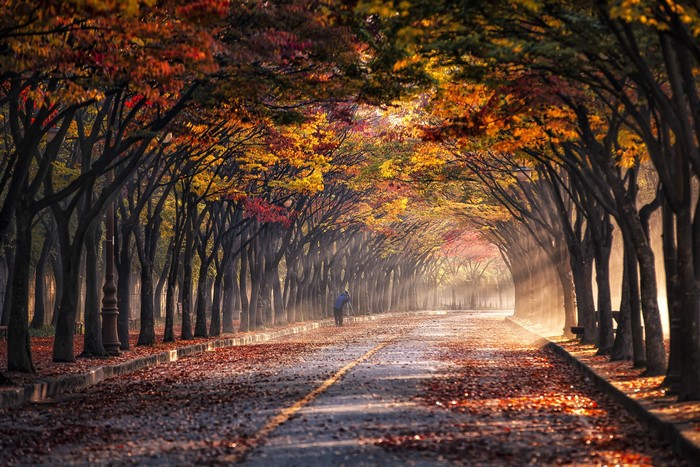 Sun rays through trees on a road in fall