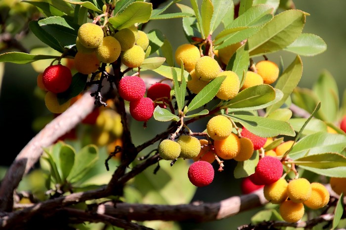 Strawberry tree fruits on branches
