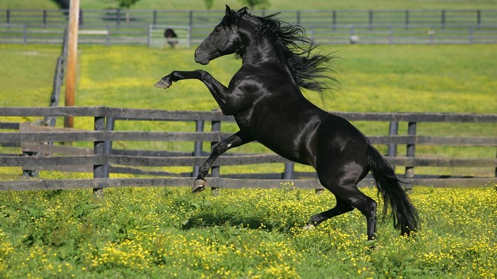 Black horse rearing up in a field of yellow flowers