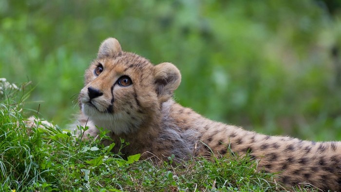 A cheetah cub lies in green grass