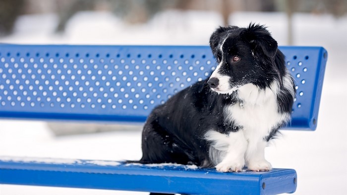 Black and white dog sitting on a blue bench in the snow