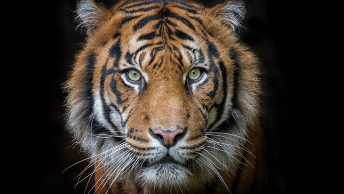 Close-up portrait of a tiger with black background