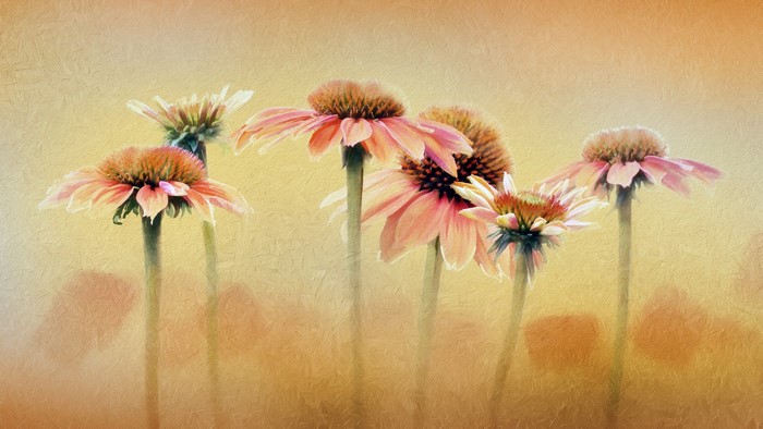 Oil painting of Echinacea flowers in bloom