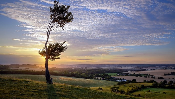 Lone tree on a hill at sunrise with rolling landscape