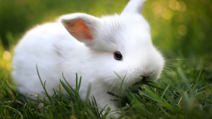 Close-up of a white rabbit eating grass