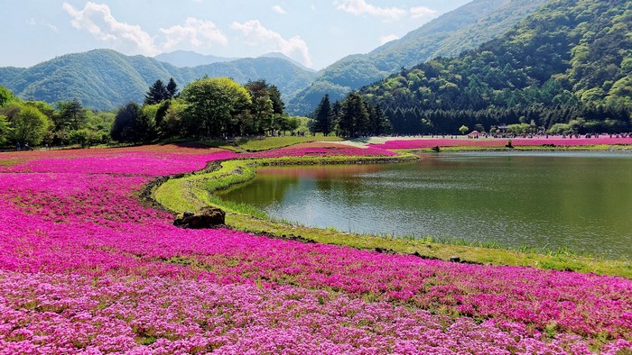 Pink Moss Phlox Flowers by Lake and Mountains in Japan