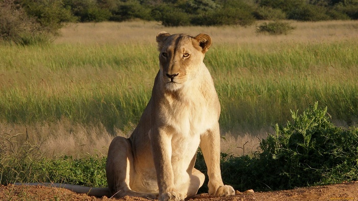 Lion sitting in a grassy field