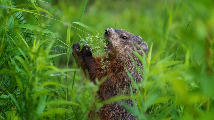 Groundhog eating grass in a field