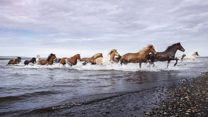 Horses running through water on a rocky beach