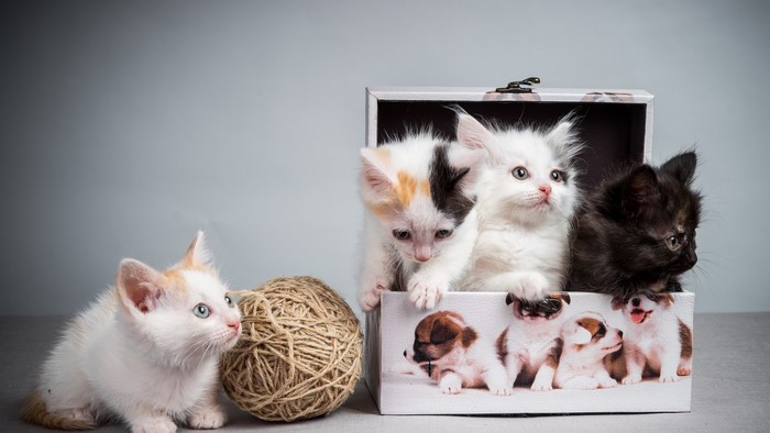 Four kittens in a decorative box with a ball of twine