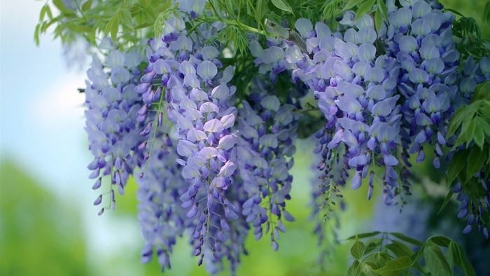 Purple wisteria flowers hanging from a tree