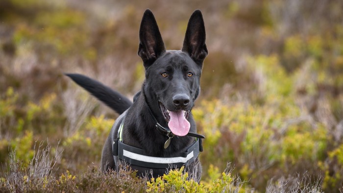 Black German Shepherd dog in a field