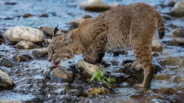 Bobcat drinking water from a rocky stream