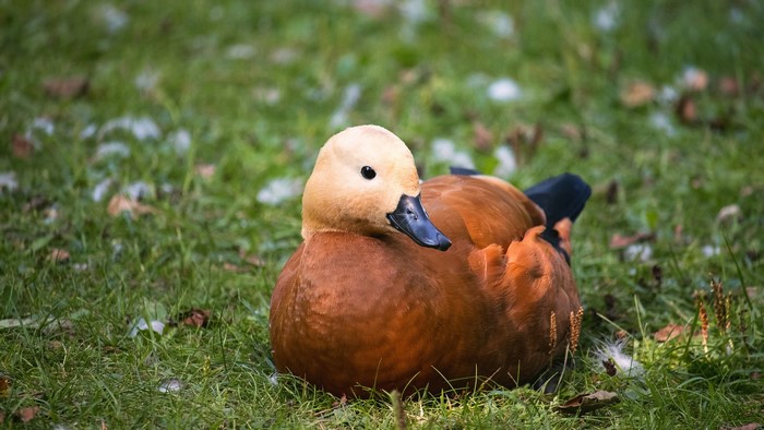 Ruddy Shelduck resting on grass