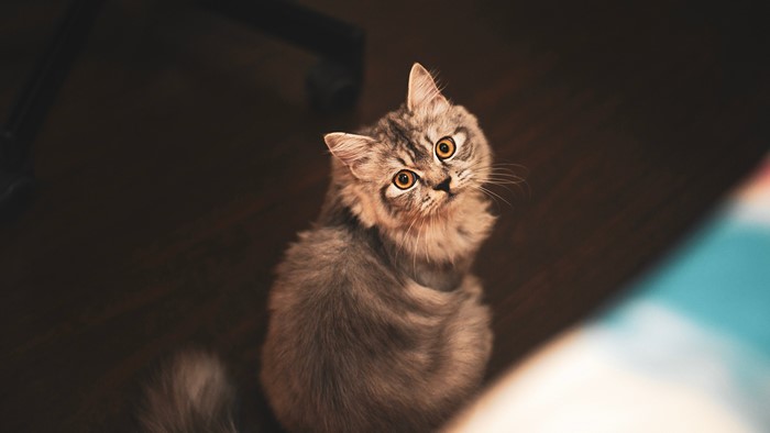 A fluffy tabby cat with orange eyes looks up