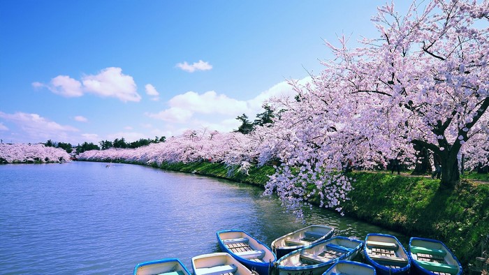 Cherry blossoms line a river with boats in Hirosaki, Japan