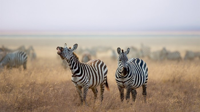 Zebras in a dry grassy field